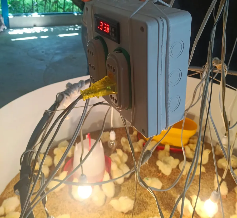 Prototipo real: caja gris colgada sobre el cerco de pollitos, con la pantalla roja marcando 33,8 grados, dos tomacorrientes y un enchufe amarillo